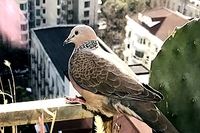 我家与斑鸠 和谐相处 生生不息