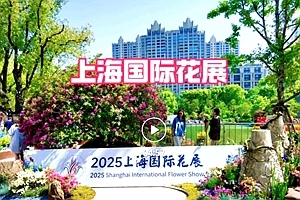 鸿发艺家原创《上海国际花展》