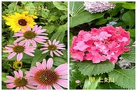 雨中观花花更艳 滿园烟雨滿园花
