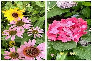 雨中观花花更艳 滿园烟雨滿园花